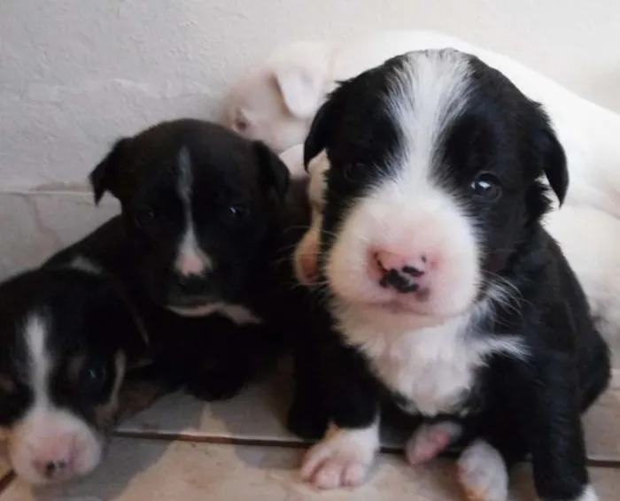 Cachorro ra a Indefinida idade Abaixo de 2 meses nome Sem nomes
