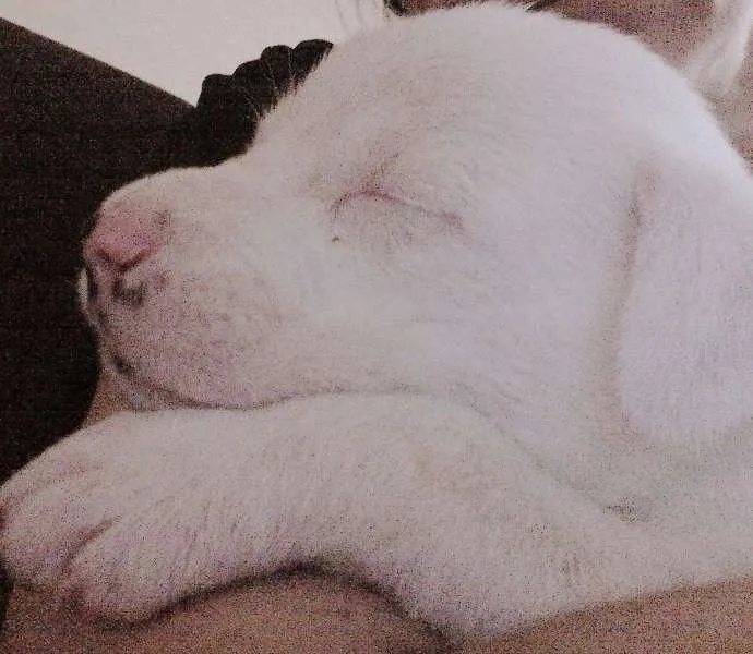 Cachorro ra a Indefinida idade Abaixo de 2 meses nome Sem nomes