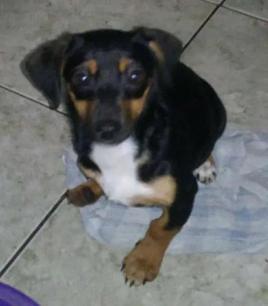 Cachorro ra a não sei a raça  idade 2 a 6 meses nome Olivia