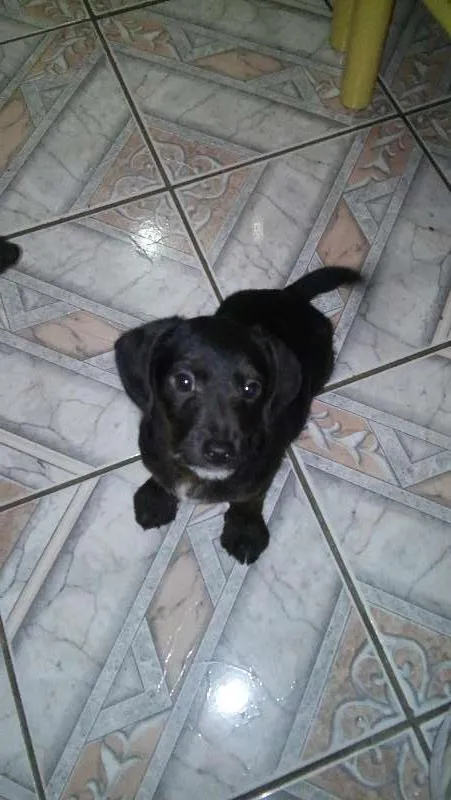 Cachorro ra a não sei idade 2 a 6 meses nome Hulk
