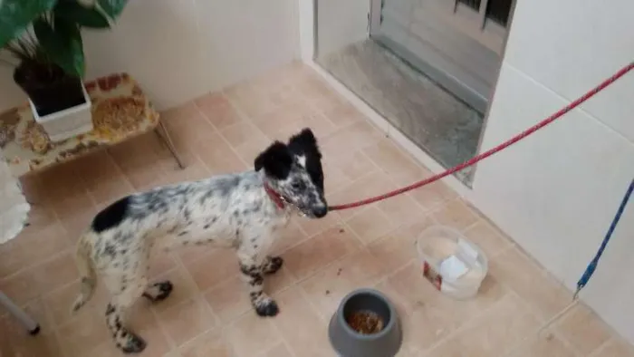 Cachorro raça Vira Lata idade 2 a 6 meses nome Mel
