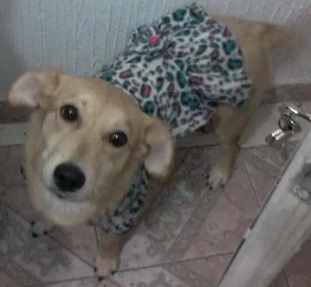 Cachorro ra a  idade 2 a 6 meses nome Meg