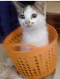 Gato ra a SRD idade 2 a 6 meses nome branquinho