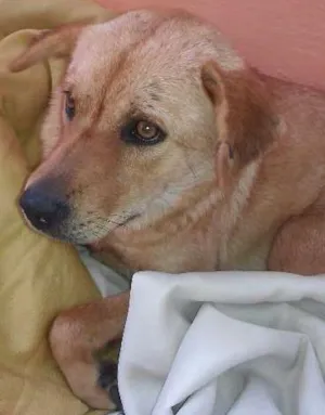 Cachorro raça Labrador misturado idade 7 a 11 meses nome Princesa