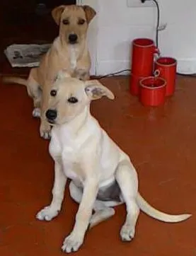 Cachorro ra a SRD idade 2 a 6 meses nome Branca/Marrom
