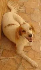Cachorro raça SRD idade 4 anos nome MAIK