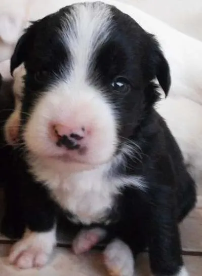Cachorro ra a Indefinida idade Abaixo de 2 meses nome Sem nomes