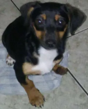 Cachorro raça não sei a raça  idade 2 a 6 meses nome Olivia