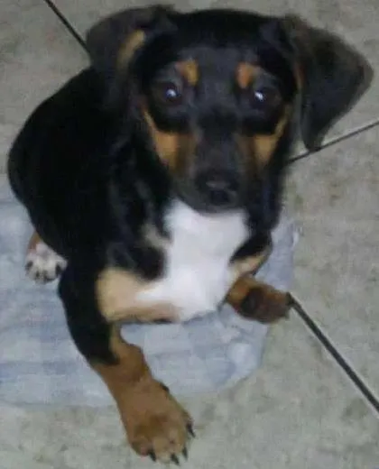 Cachorro ra a não sei a raça  idade 2 a 6 meses nome Olivia