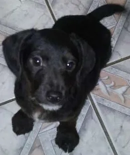 Cachorro ra a não sei idade 2 a 6 meses nome Hulk