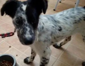 Cachorro raça Vira Lata idade 2 a 6 meses nome Mel