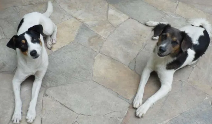 Cachorro ra a SRD idade 1 ano nome Branca