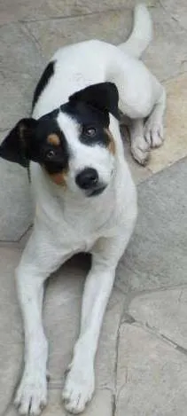 Cachorro ra a SRD idade 1 ano nome Branca