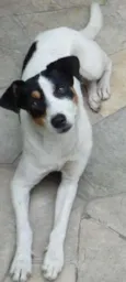 Branca