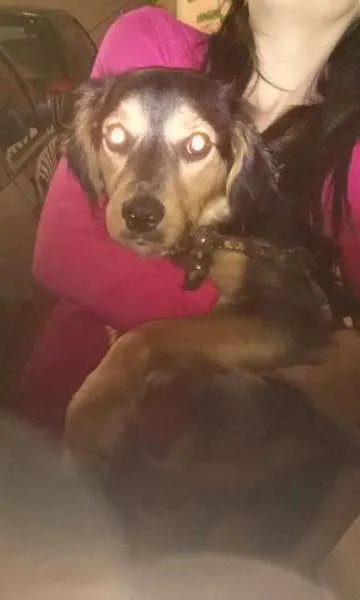 Cachorro ra a SRD idade 2 anos nome Zé