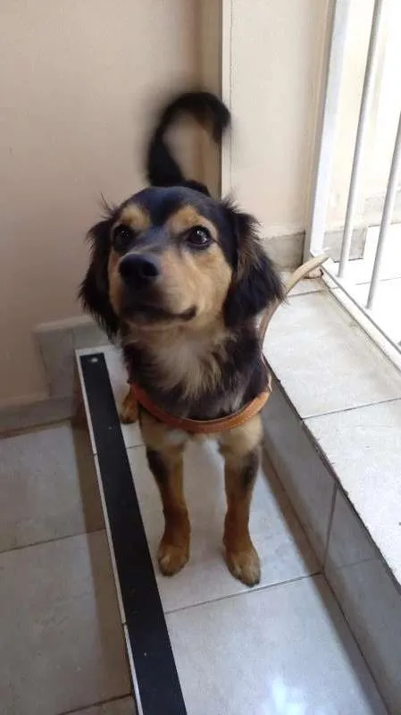 Cachorro ra a SRD idade 2 anos nome Zé