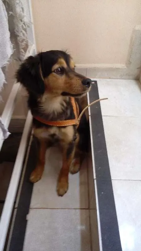 Cachorro ra a SRD idade 2 anos nome Zé