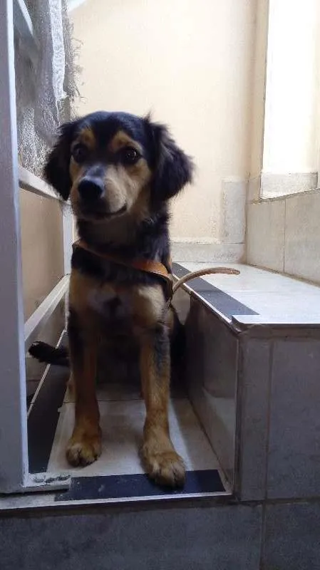Cachorro ra a SRD idade 2 anos nome Zé