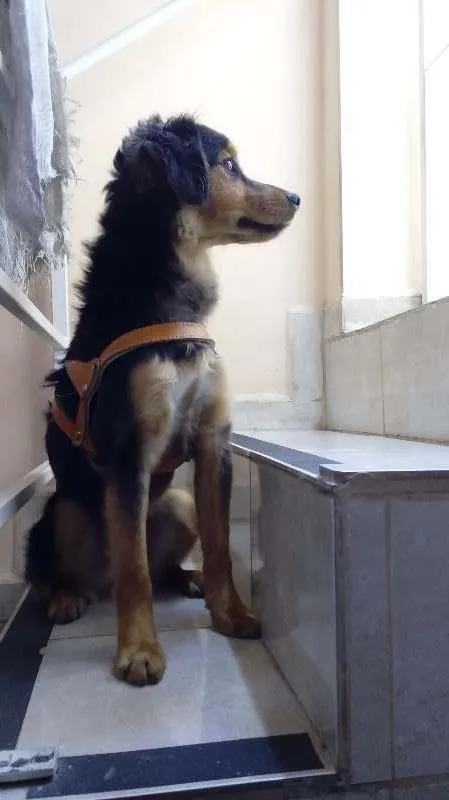 Cachorro ra a SRD idade 2 anos nome Zé