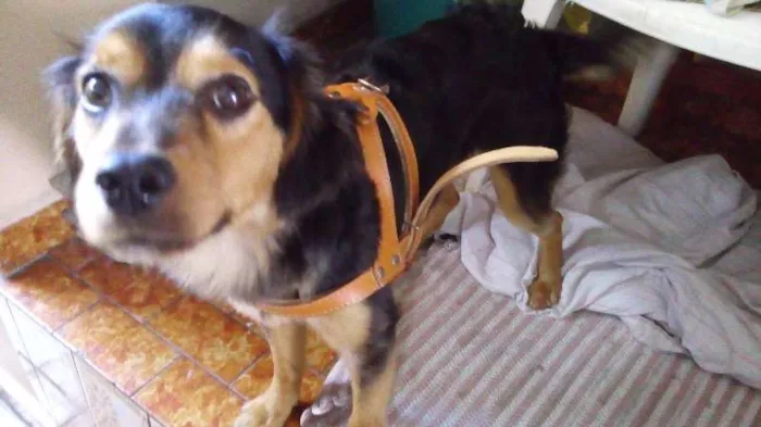 Cachorro ra a SRD idade 2 anos nome Zé