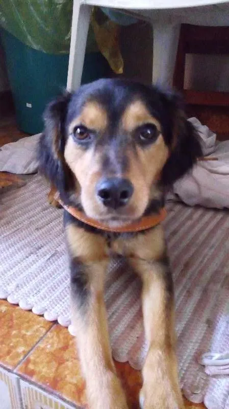 Cachorro ra a SRD idade 2 anos nome Zé