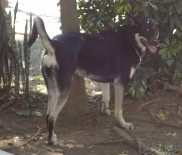 Cachorro ra a SRD idade 3 anos nome Holy