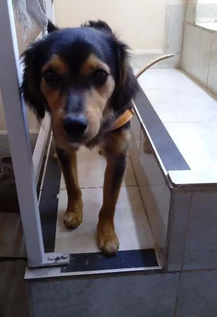 Cachorro ra a SRD idade 2 anos nome Zé