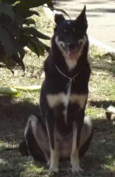 Cachorro ra a SRD idade 3 anos nome Holy