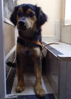 Cachorro raça SRD idade 2 anos nome Zé