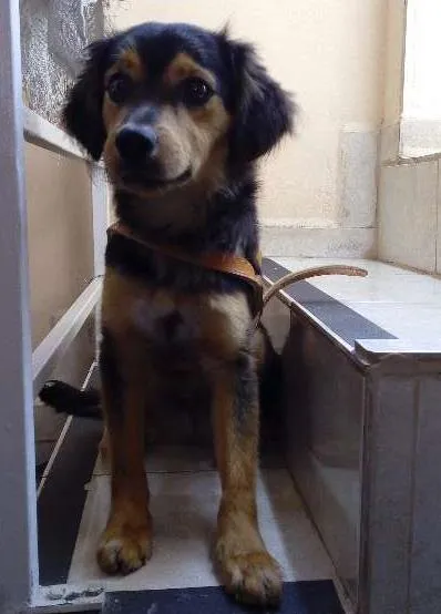 Cachorro ra a SRD idade 2 anos nome Zé