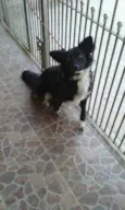 lobinha