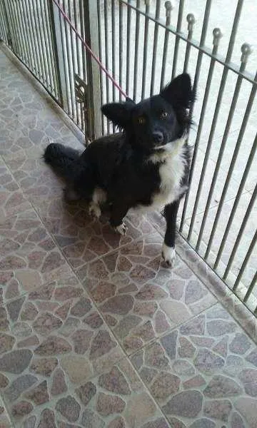 Cachorro ra a mix de border collie idade 1 ano nome lobinha