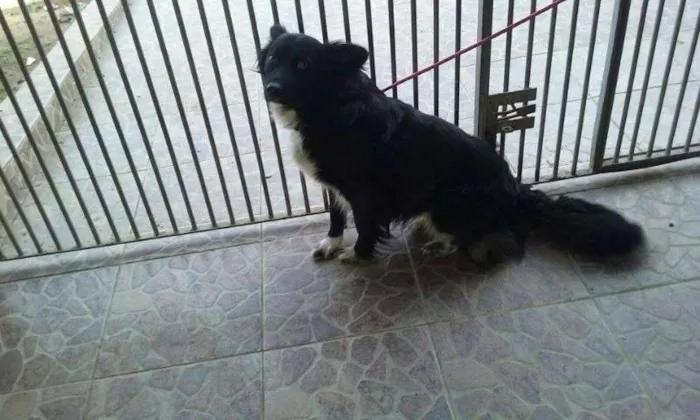 Cachorro ra a mix de border collie idade 1 ano nome lobinha