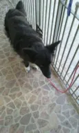 lobinha