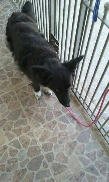Cachorro ra a mix de border collie idade 1 ano nome lobinha