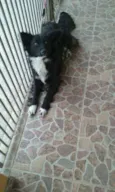 lobinha
