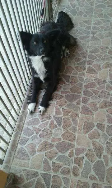 Cachorro ra a mix de border collie idade 1 ano nome lobinha