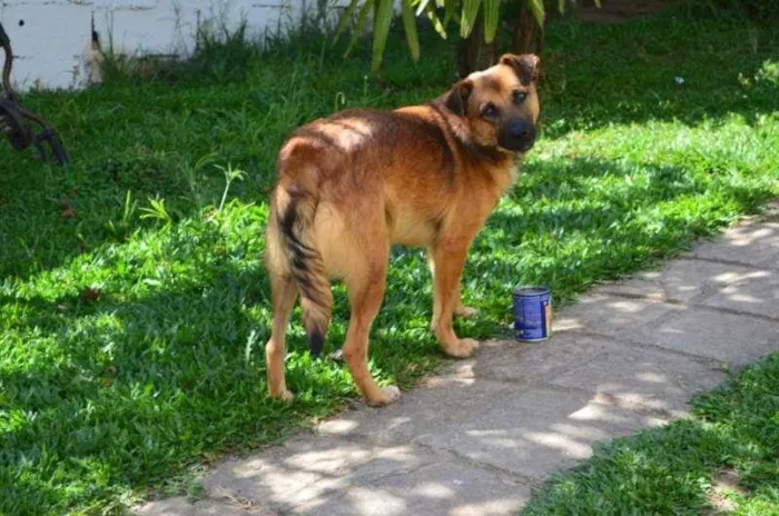 Cachorro ra a SRD idade 4 anos nome Poncho