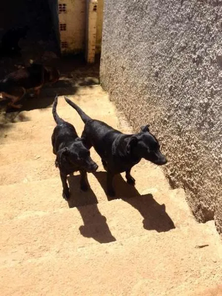 Cachorro ra a SRD idade 2 anos nome Brisa/Vitor