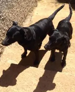 Cachorro raça SRD idade 2 anos nome Brisa/Vitor