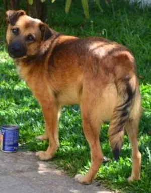 Cachorro raça SRD idade 4 anos nome Poncho