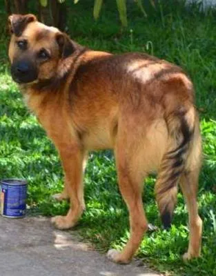 Cachorro ra a SRD idade 4 anos nome Poncho