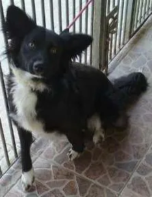 Cachorro raça mix de border collie idade 1 ano nome lobinha