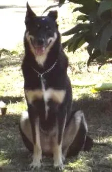 Cachorro ra a SRD idade 3 anos nome Holy
