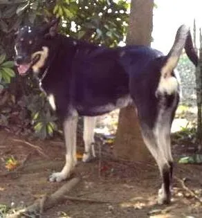 Cachorro ra a SRD idade 3 anos nome Holy