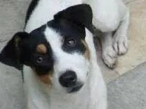 Cachorro ra a SRD idade 1 ano nome Branca