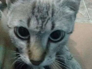 Gato ra a  idade 7 a 11 meses nome Lili