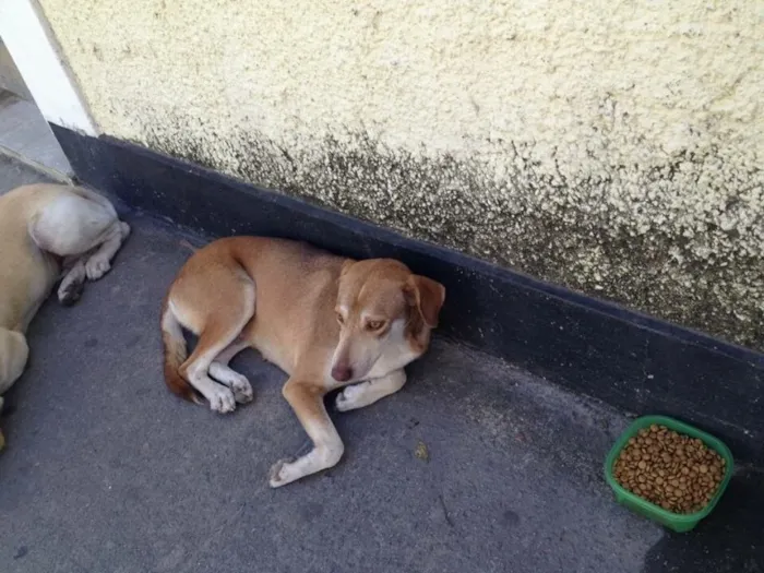 Cachorro raça Labrador idade 3 anos nome Não informado 