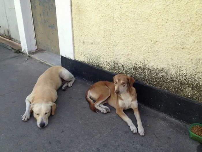 Cachorro raça Labrador idade 3 anos nome Não informado 
