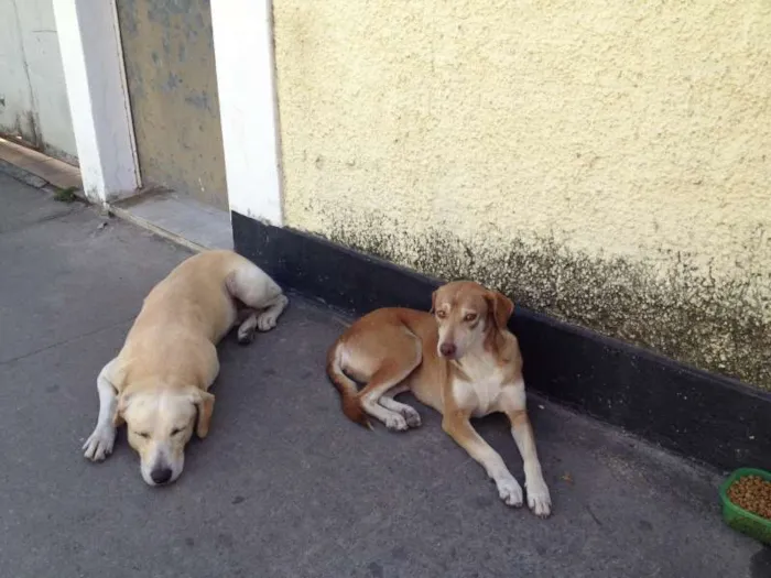 Cachorro raça Não sei idade 5 anos nome Não sei